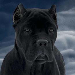 Widow - Cane Corso