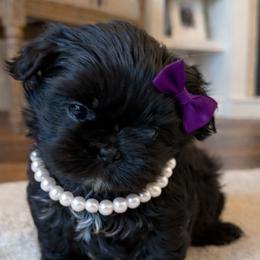 Shih Tzu Puppies from Furbourne Farms