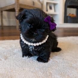 Shih Tzu Puppies from Furbourne Farms