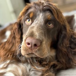 Winston - English Springer Spaniel