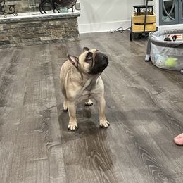 Nibbler - French Bulldog