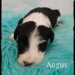 Angus - Black and white female Sheepadoodle puppy in Farley, Iowa from Iowa's Doodle Co.