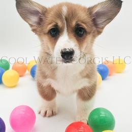 Oatmeal Raisin - Red female Pembroke Welsh Corgi puppy in Kiowa, Colorado from Cool Water Corgis LLC