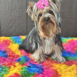 Calypso - Blue and gold female Yorkshire Terrier puppy in New Smyrna Beach, Florida from FronkLinn Kennel