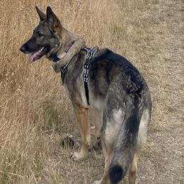 Girl 1 - female German Shepherd puppy in Oakland, Oregon from VHM German Shepherds