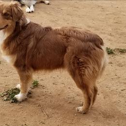 Blake - Australian Shepherd