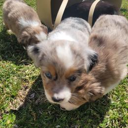 Miniature Australian Shepherd Puppies from Rutland Aussies