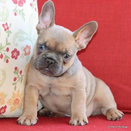 Honey - Blue fawn female French Bulldog puppy in Winnsboro, Texas from JP Ranch Bulldogs