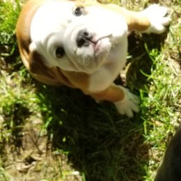 Bulldogs and French Bulldogs from Monica's Pups