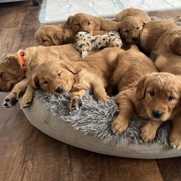 Golden Retriever Puppies from St. Croix Golden Retrievers