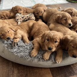 Golden Retriever Puppies from St. Croix Golden Retrievers