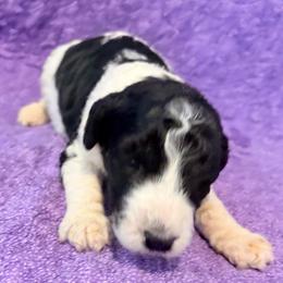 Willow - Parti female Poodle puppy in Meadowbrook, California from Standard Poodle Pups
