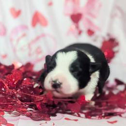 Valentine - Black and white female Border Collie puppy in Raccoon, Kentucky from Skyline Border Collies
