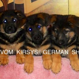 German Shepherd puppies from Vom Kirsys