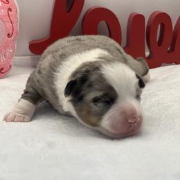 Elsa - Blue merle female Toy Australian Shepherd puppy in Norco, California from River Springs Aussies