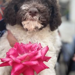 Lagotto Romagnolo Puppies from Anna’s Lagottos