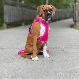 Boxer Puppies from Elevated Boxers