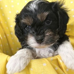 Cavapoos and Goldendoodles from Cavapoos and Goldendoodles