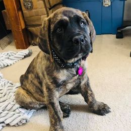 Mastiffs from 2A Mastifs