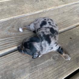 DAISY CKC REGISTERED FULL RIGHTS - Dapple female Dachshund puppy in Elizabethtown, Kentucky from Teeny Tiny Puppy Tails