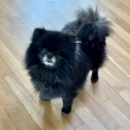 Shadow - Pomeranian