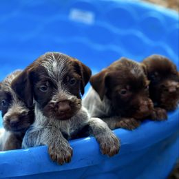 Pip - Brown and gray male Wirehaired Pointing Griffon puppy in Shelbyville, Texas from AndersonK9Kennels Bayou Beards