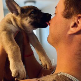 German Shepherd Puppies from Scenic City Shepherds