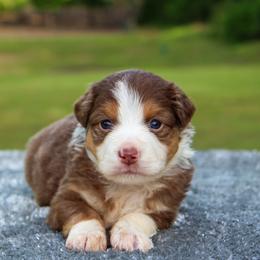 Sage - Red tri female Toy Australian Shepherd puppy in Bauxite, Arkansas from J and B Mini Aussies