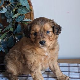 Pink collar - Red female Companion Cross puppy in Tom's Brook, Virginia from rising sun duck tollers