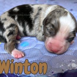 Winton - Blue merle male Miniature American Shepherd puppy in Millington, Tennessee from Goading Glee Glade