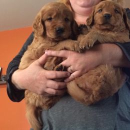 Golden Retriever Puppies from Mueller’s Furry Farm
