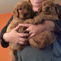 Golden Retriever Puppies from Mueller’s Furry Farm