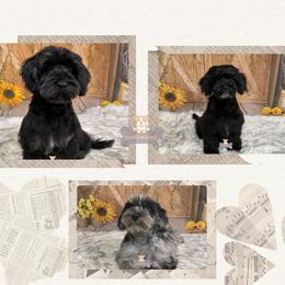 Schnoodle puppies from Fluffy Buttz