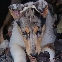 Kaleidoscope (Blue Girl 4) - Blue merle white and tan female Collie puppy in Nunn, Colorado from Kingsgift Collies