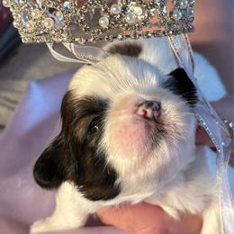 Girl1Duchess - Red and white female Shih Tzu puppy in Madras, Oregon from Maridee’s ShihTzu