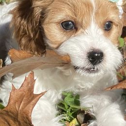 Bernedoodles and Cavapoos from Bernedoodle Boutique (and Cavapoos)
