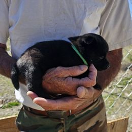 Night sky - Black female Schipperke puppy in Randsburg, California from Schipperke Ranch