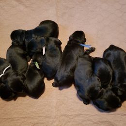 Yellow - Black female Giant Schnauzer puppy in Locust Grove, Oklahoma from M & J's Oklahoma Giants
