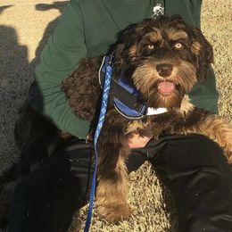Louis - Australian Labradoodle