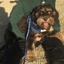 Louis - Australian Labradoodle