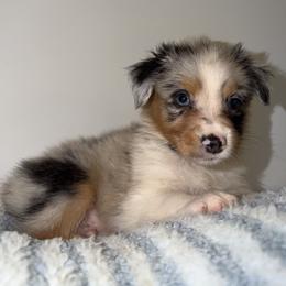 Fajita - Blue merle male Australian Shepherd puppy in Anniston, Alabama from All Hale Aussies