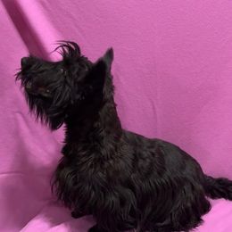 Bette - Scottish Terrier