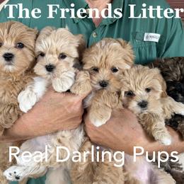 Mal-Shi puppies from Real Darling Pups