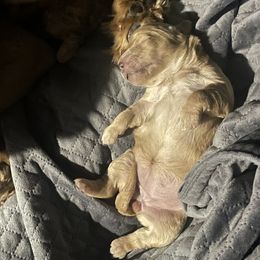 Goldendoodle Puppies from Doodles and More