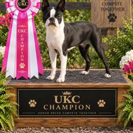 CH Bunny - Boston Terrier