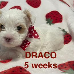 Draco - Parti male Yorkshire Terrier puppy in Forest, Virginia from Majestic Touch Kennels and Pet Services
