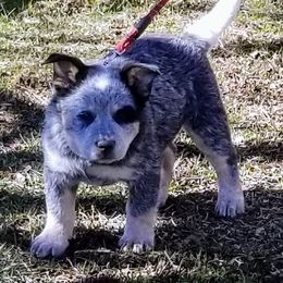 Australian Cattle Dog Puppies from Buffalo Valley AKC Australian Cattle Dogs