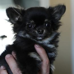 Tiny - Black and tan female Chihuahua puppy in Marcy, New York from Dralion Chihuahuas