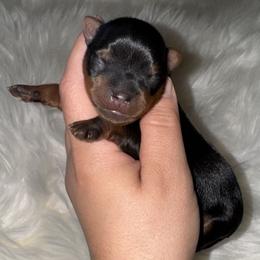 Yorkshire Terrier Puppies from Heaven_sent_toy_yorkies