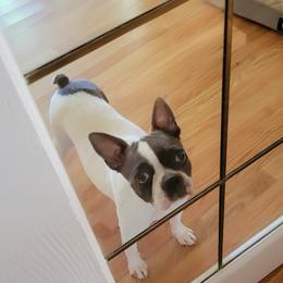 Brooke - Boston Terrier